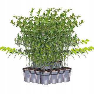 Súprava 5 sadeníc kanadskej čučoriedky, 40 – 60 cm